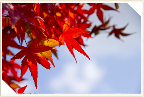 �쉀�A���o��