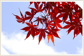 �쉀�A���o��