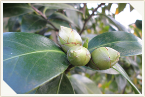 �쉀�A���o��