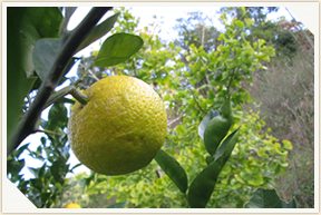 �쉀�A���o��