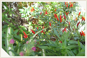 �쉀�A���o��