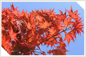 �쉀�A���o��