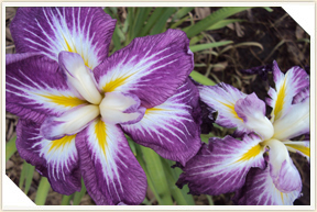 �쉀�A���o��